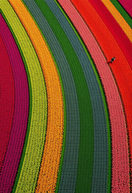 Prismatic Symphony: An Aerial View of Rainbow Fields
