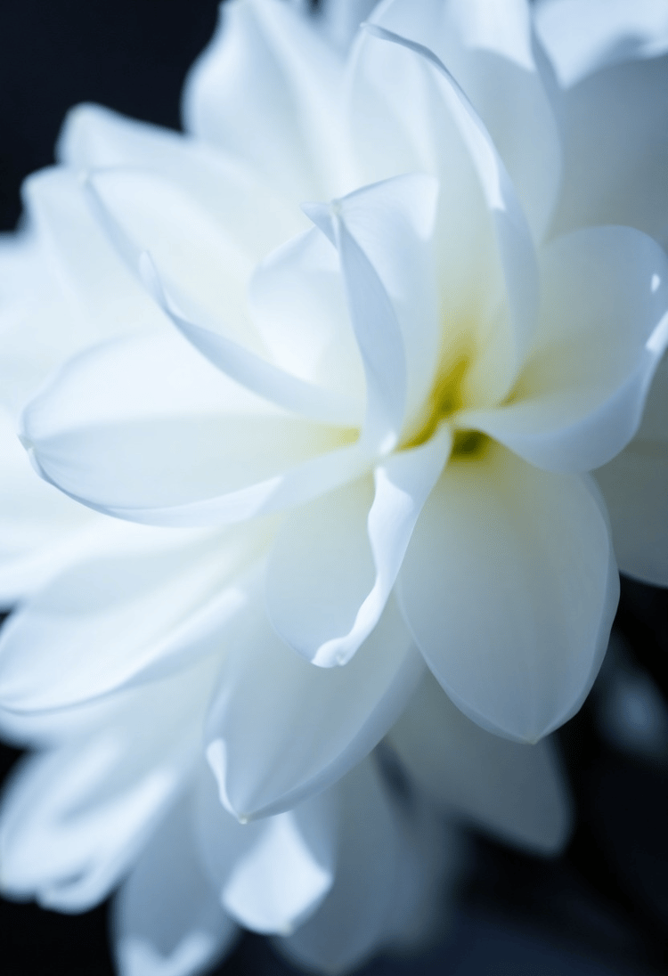 The Celestial Moonflower: Twilight's Grace